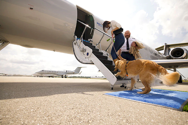 BARK Air - luxusní aerolinka speciálně pro psy