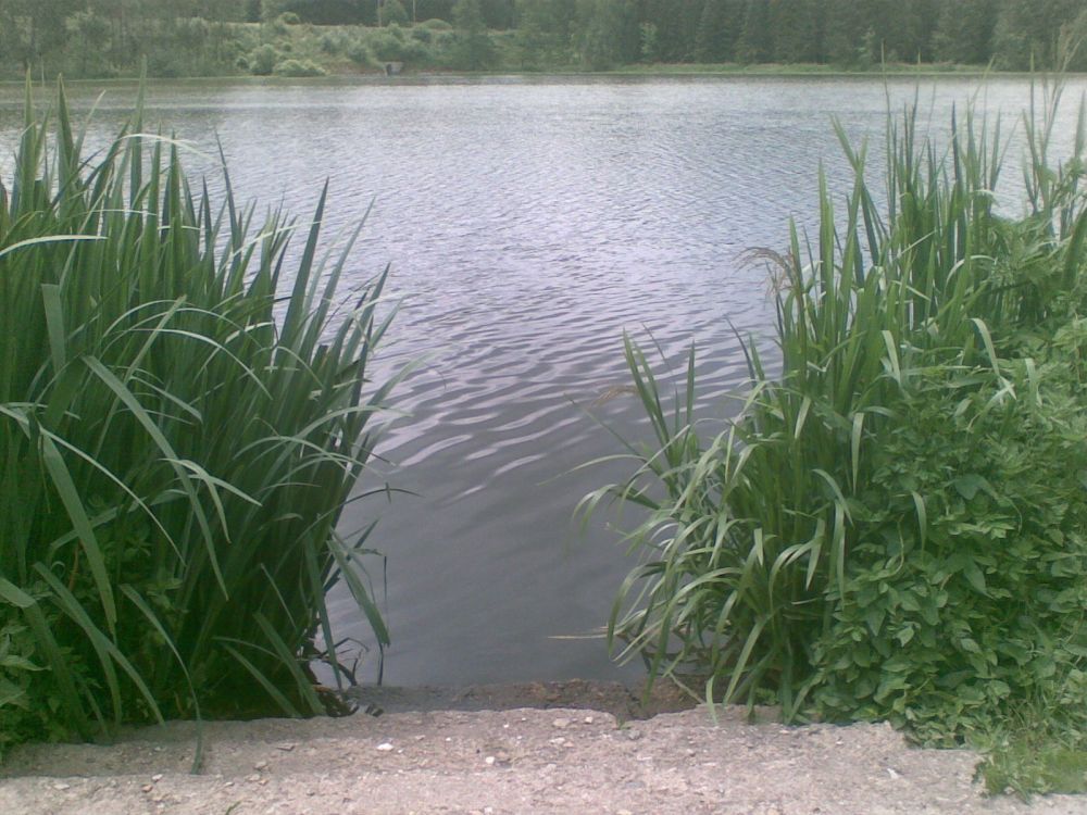Přístup do vody Loučského rybníka (červen 2018)
