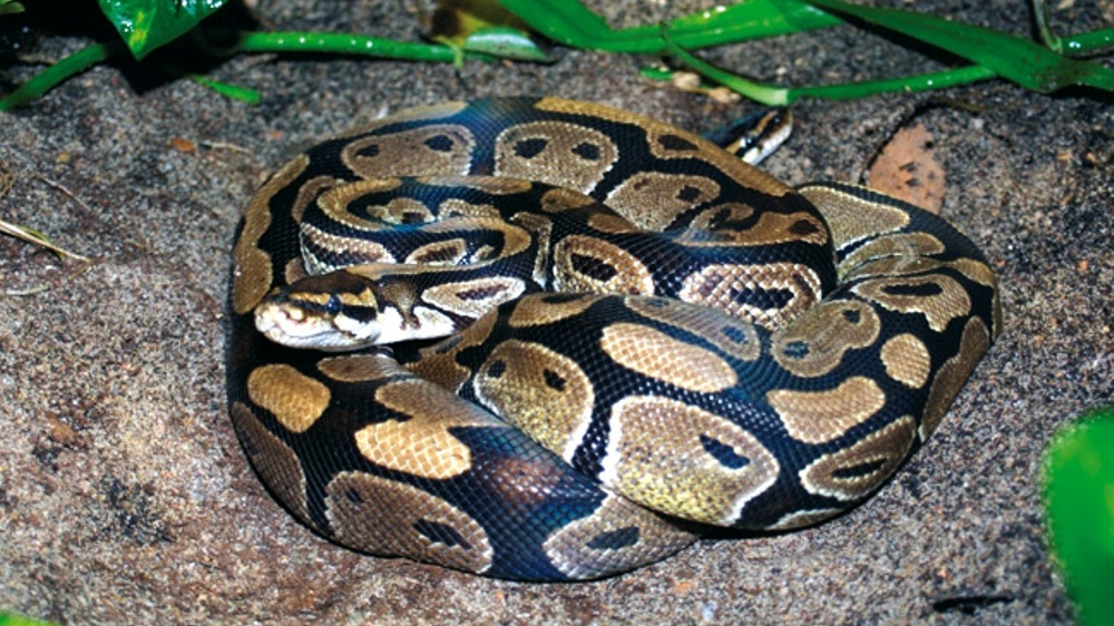 Krajta královská byl jeden ze dvou druhů zadržených hadů