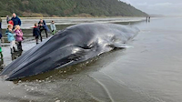 Moře vyplavilo velrybu kousek od přistávací dráhy, možná omezí provoz